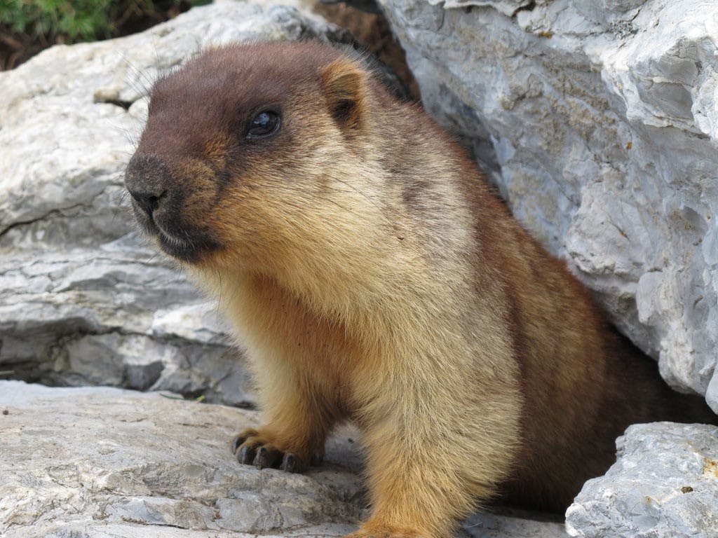 Marmottes-06